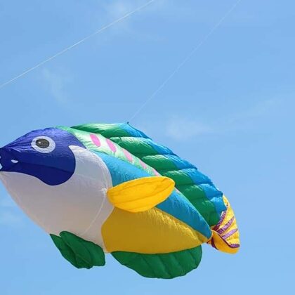 Peacock Wrasse (2,4m)