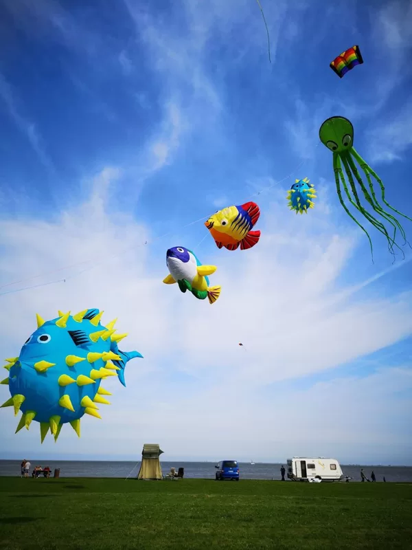 Fishes (2,4 - 15m)