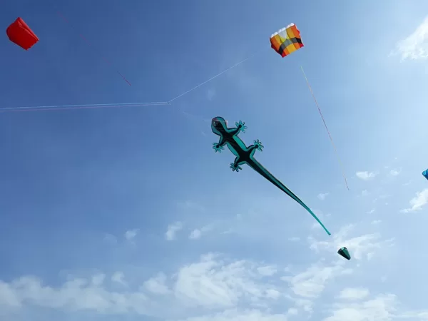 Gecko (8m)