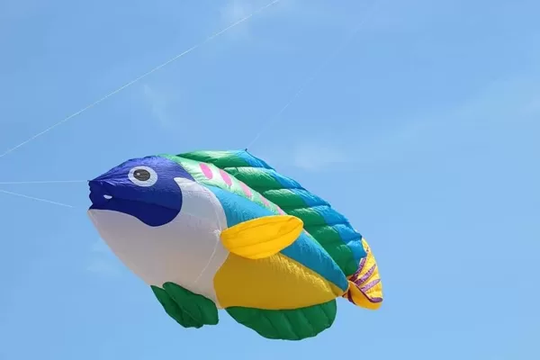 Peacock Wrasse (2,4m)