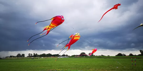 Fishes (2,5 - 8m)