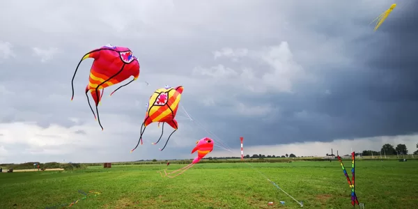 Fishes (2,5 - 8m)