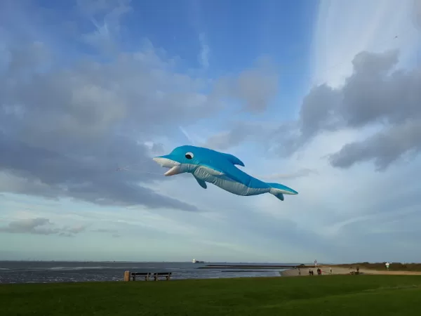 Dolphin (4m)
