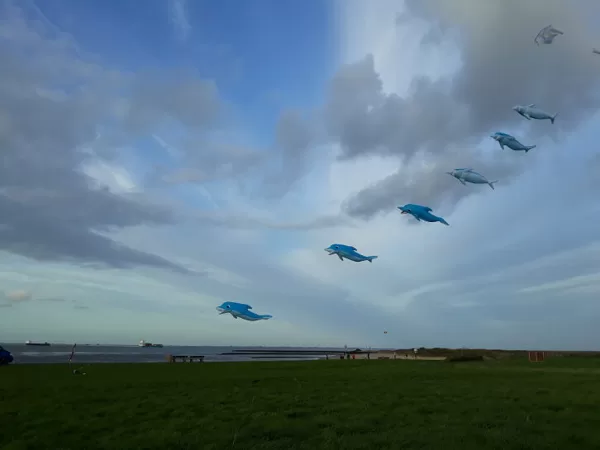 Dolphins (4m)